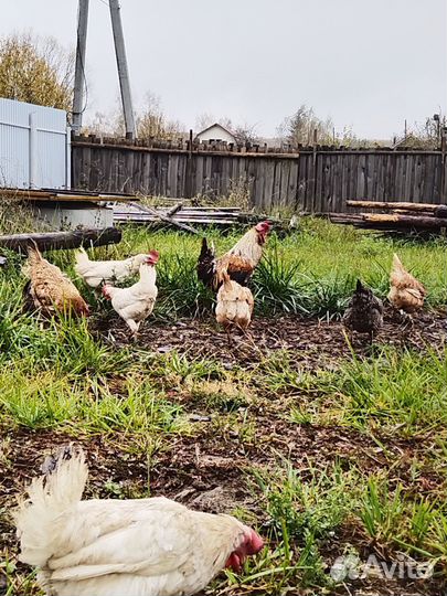 Куры несушки продам