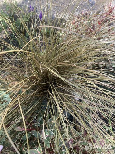 Садовые многолетники