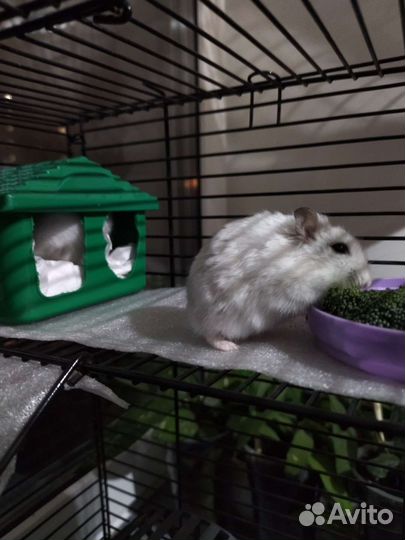 Джунгарский хомяк (Жемчуг)