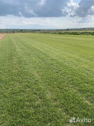 Рулонный газон от производителя