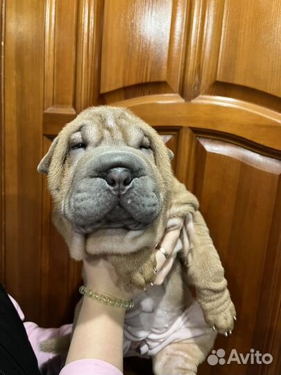 Щенки Шарпея