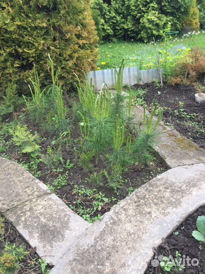 Саженцы сосны