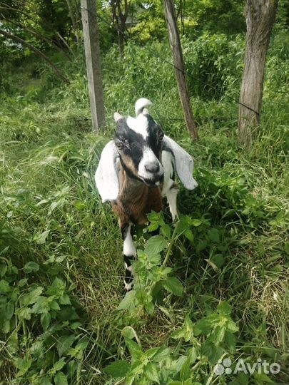 Козлик, 75 нубиец