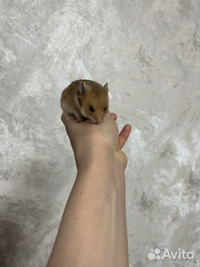Сирийский хомяк