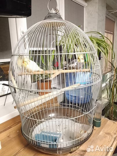 Попугаи с клеткой