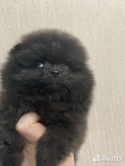 Померанский шпиц мини