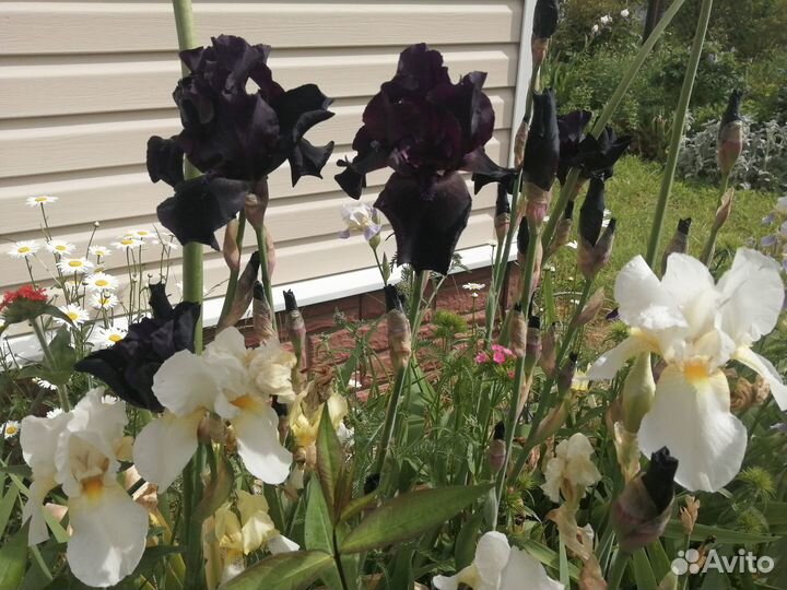 Многолетние, лилейники,монарды, хризант,ирис