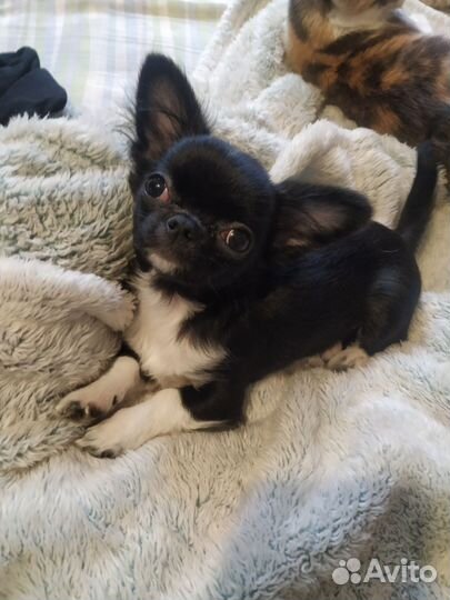 Курносая мини чудо