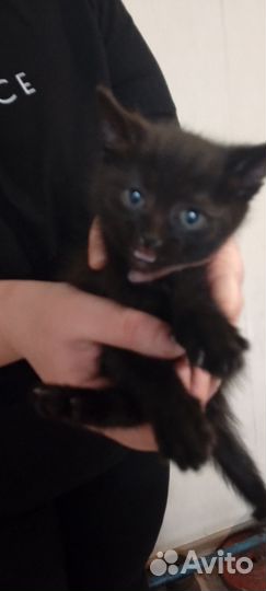 Котята в добрые руки бесплатно