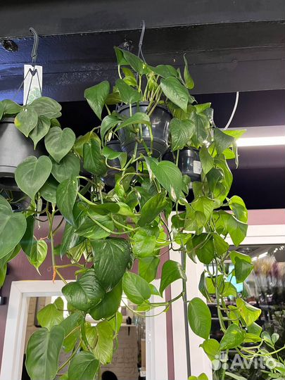 Ампельные растения опт