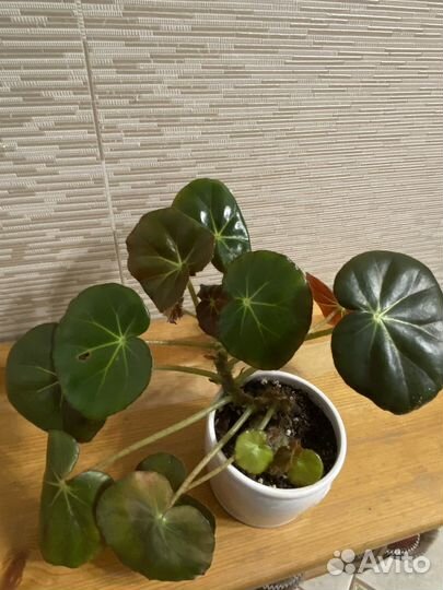 Спатифиллум; бегония Фиста