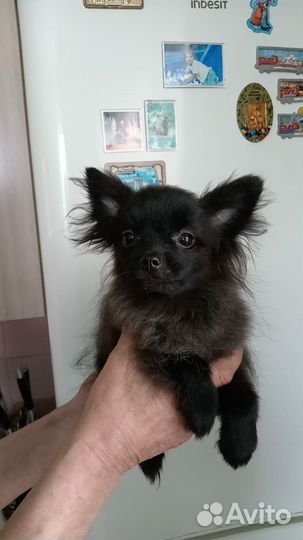 Померанский шпиц