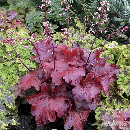 Гейхера файр аларм