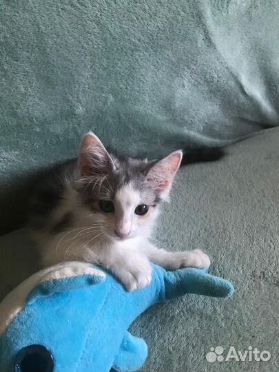 Котенок девочка в добрые руки