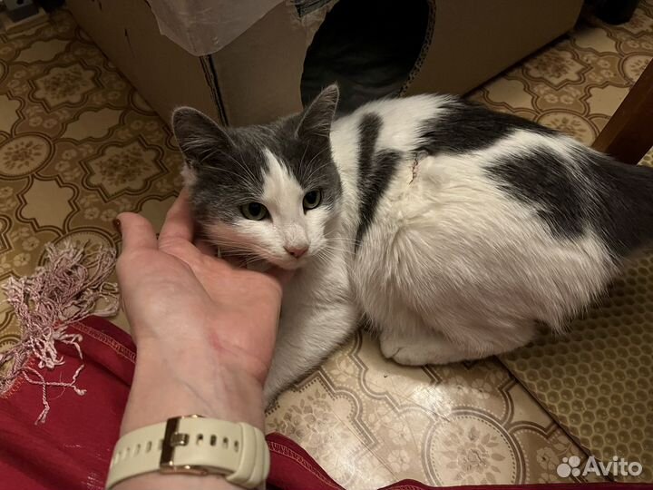 Кошечка в добрые руки