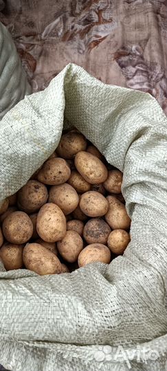 Картофель мелкий на корм скоту