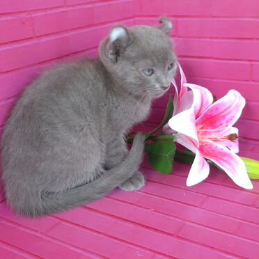 Американский кёрл короткошёрстный котёнок