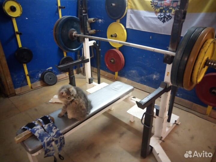 Котики серый и рыжий