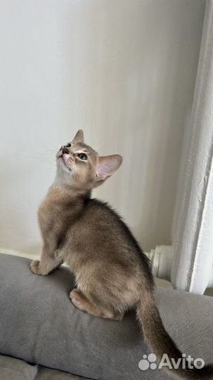 Абиссинский котенок