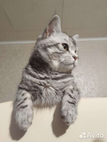 Кошка в дар