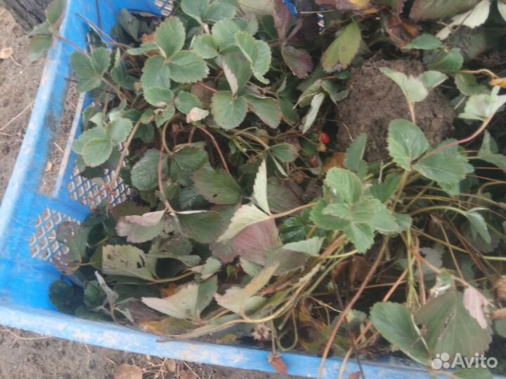 Рассада ремонтантной клубники