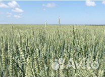 Семена озимой пшеницы Виола, Батя, Алексеич, Гром