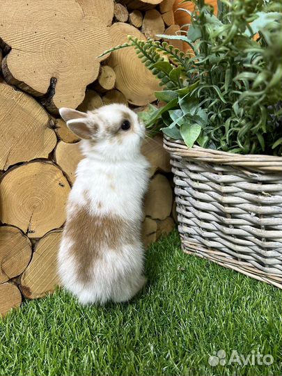 Карликовые кролики из питомника привитые