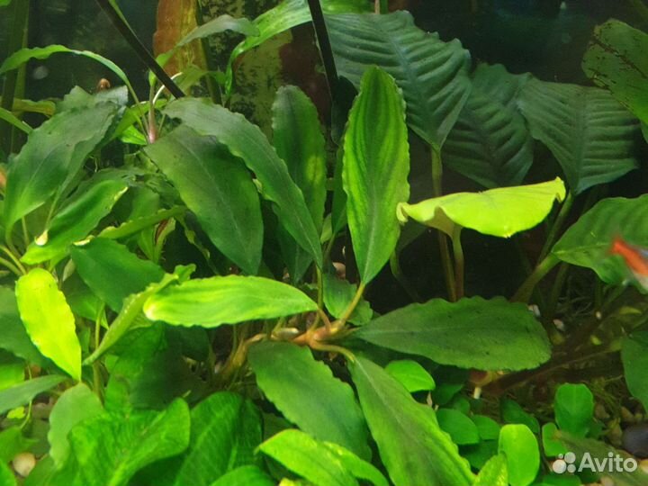 Аквариумные растения