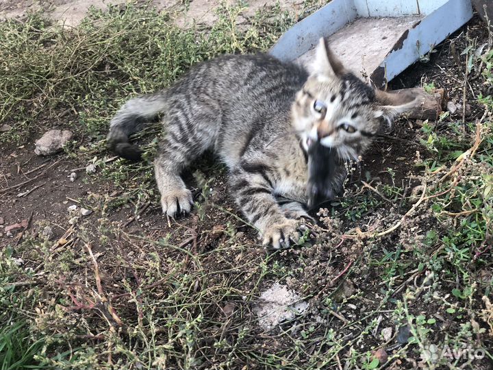 Котята мышеловы+ домик в подарок