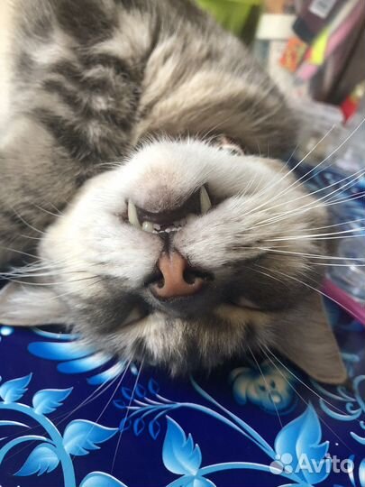 Серый кот, кастрированый ищет новый дом