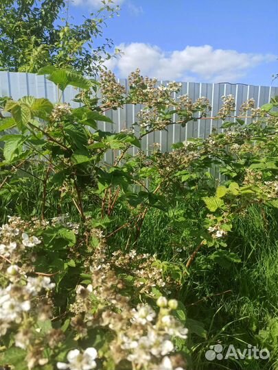 Саженцы ежевики. Прямостоячая