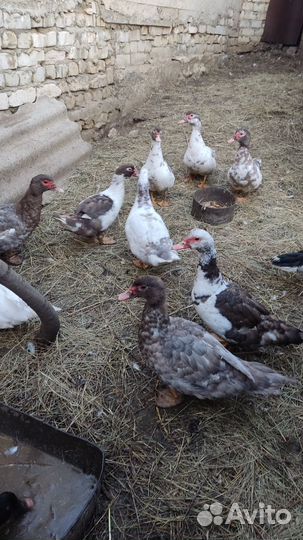 Мускусные утки тяжелые линии