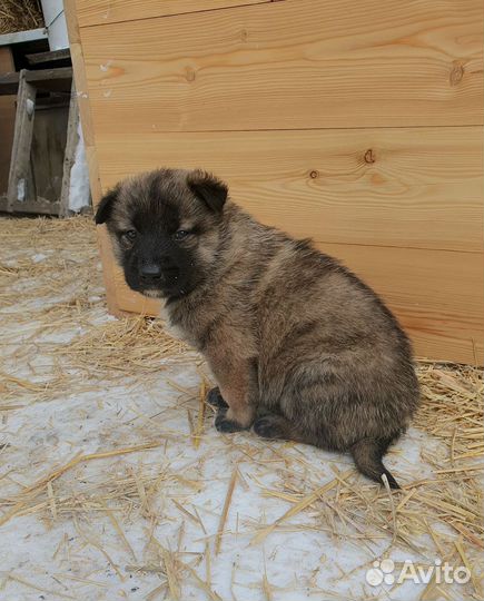 Щенки в добрые руки