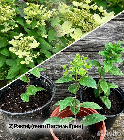 Гортензия метельчатая