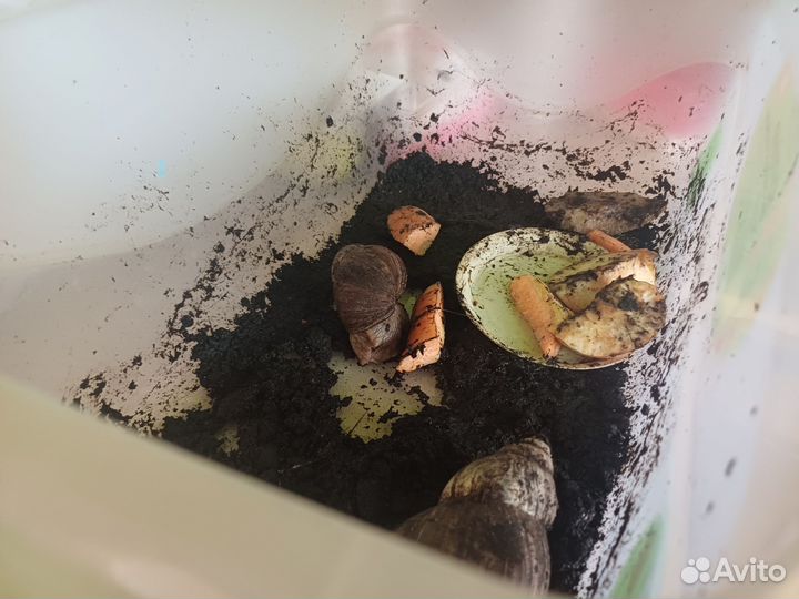 Улитки ахатины с контейнером