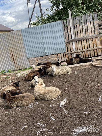 Овцы, бараны