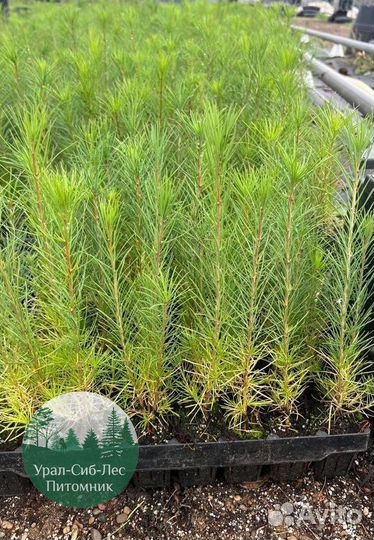 Сеянцы зкс Сосна окс Ель Лиственница Горная