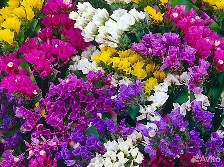 Статица букет из сухоцветов