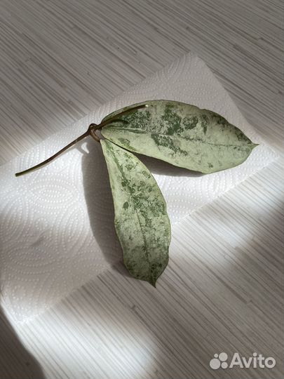 Хойя Mitrata silver (Buntok silver)