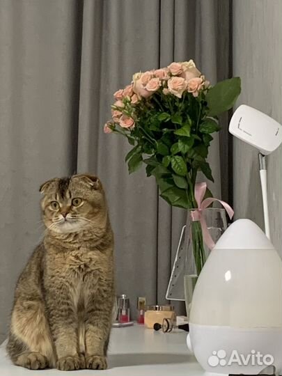 Шотландский кот вязка