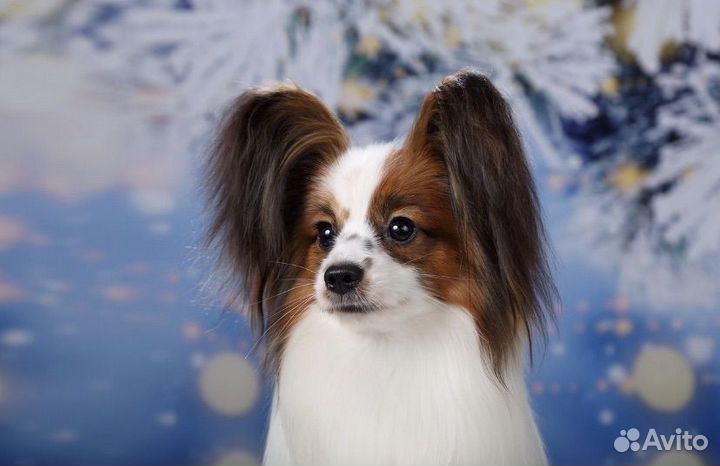 Папийон вязка, щенки Папийона