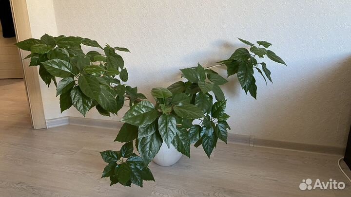 Гибискус китайская роза