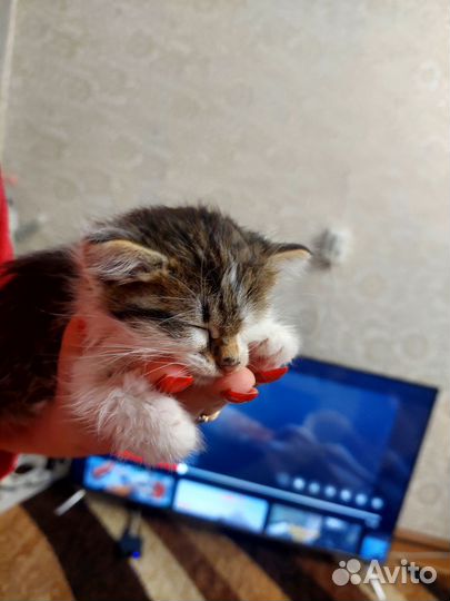 Кошка в дар