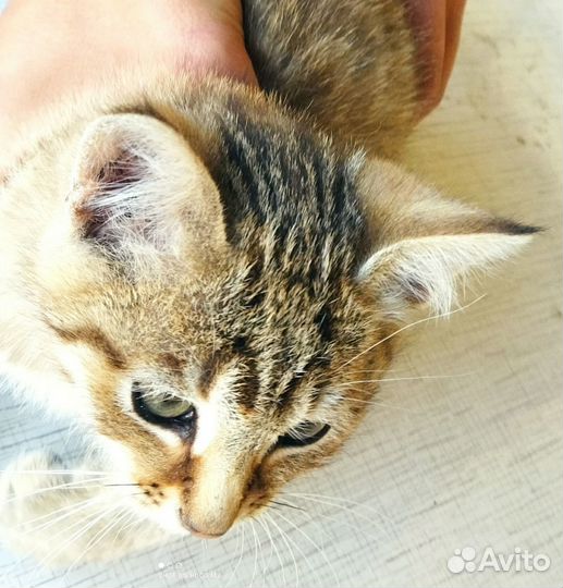 Котенок в добрые руки