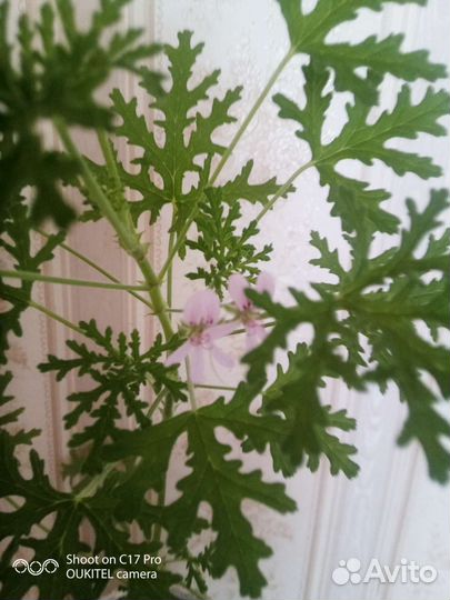 Фуксия, герань душистая