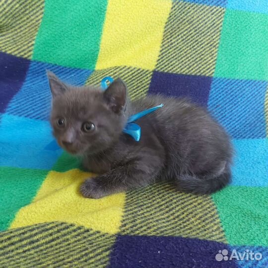 Котенка в добрые руки