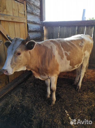 Телки стельные