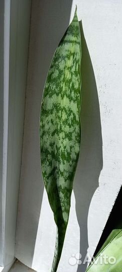 Сансевиерия сортовая аубритиана блю вариегатная