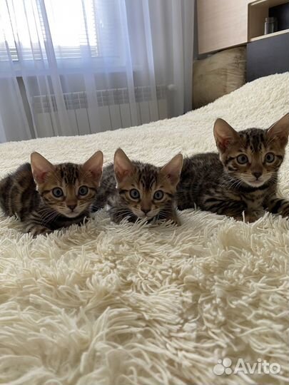 Бенгальские котята