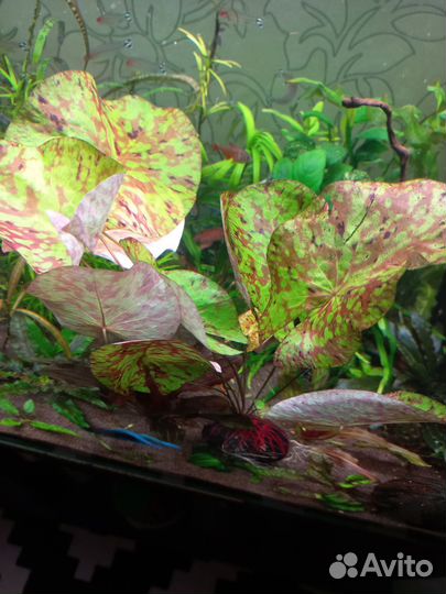 Креветки синие, Эйхорния лазаревая, нимфея, кринум